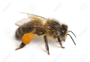 12039046-western-honey-bee-or-european-honey-bee-apis-mellifera-carrying-stock-photo
