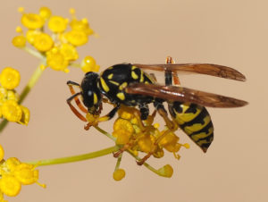 Wasp_August_2007-2